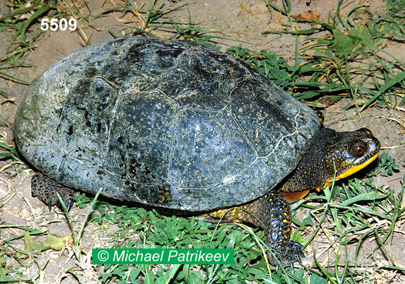 Blanding's Turtle (Emydoidea blandingii)